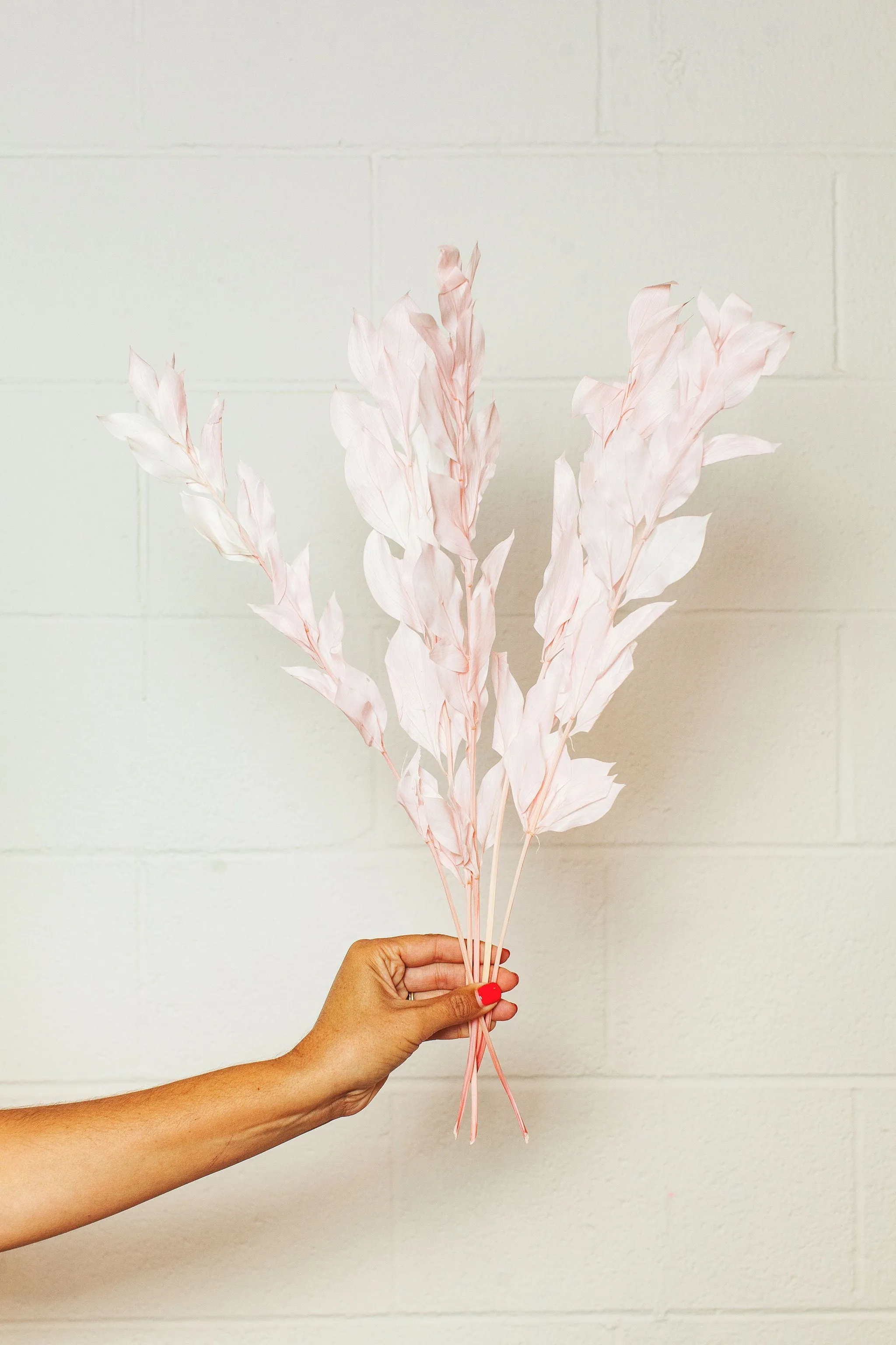 Preserved Blush Israeli Ruscus