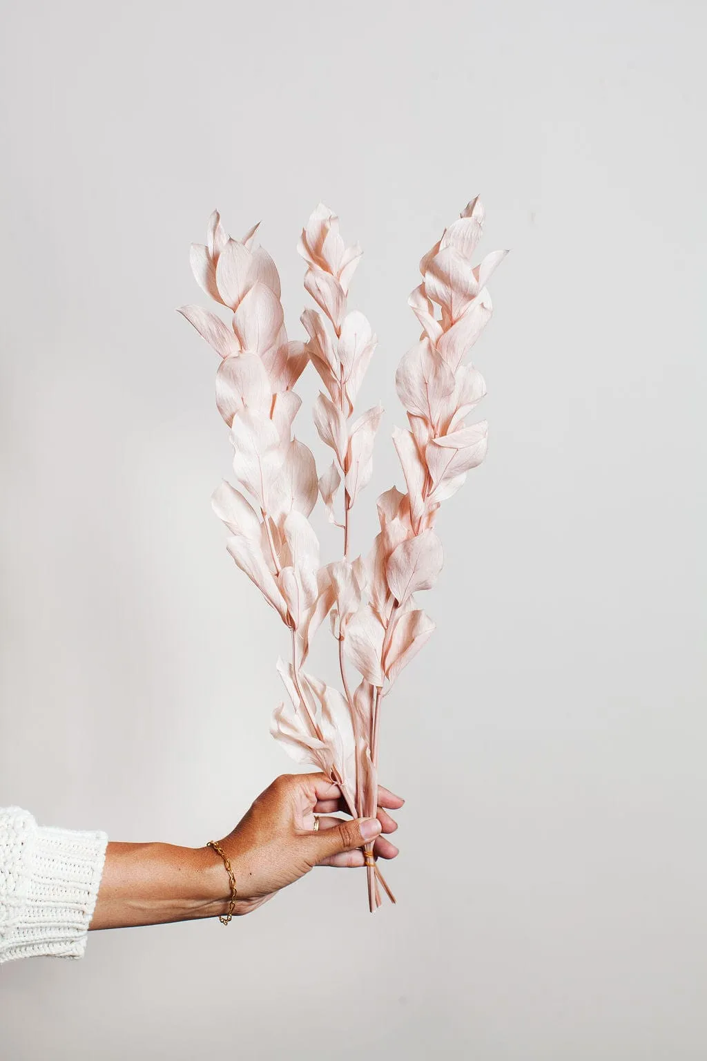 Preserved Blush Israeli Ruscus