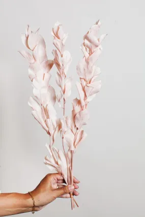Preserved Blush Israeli Ruscus