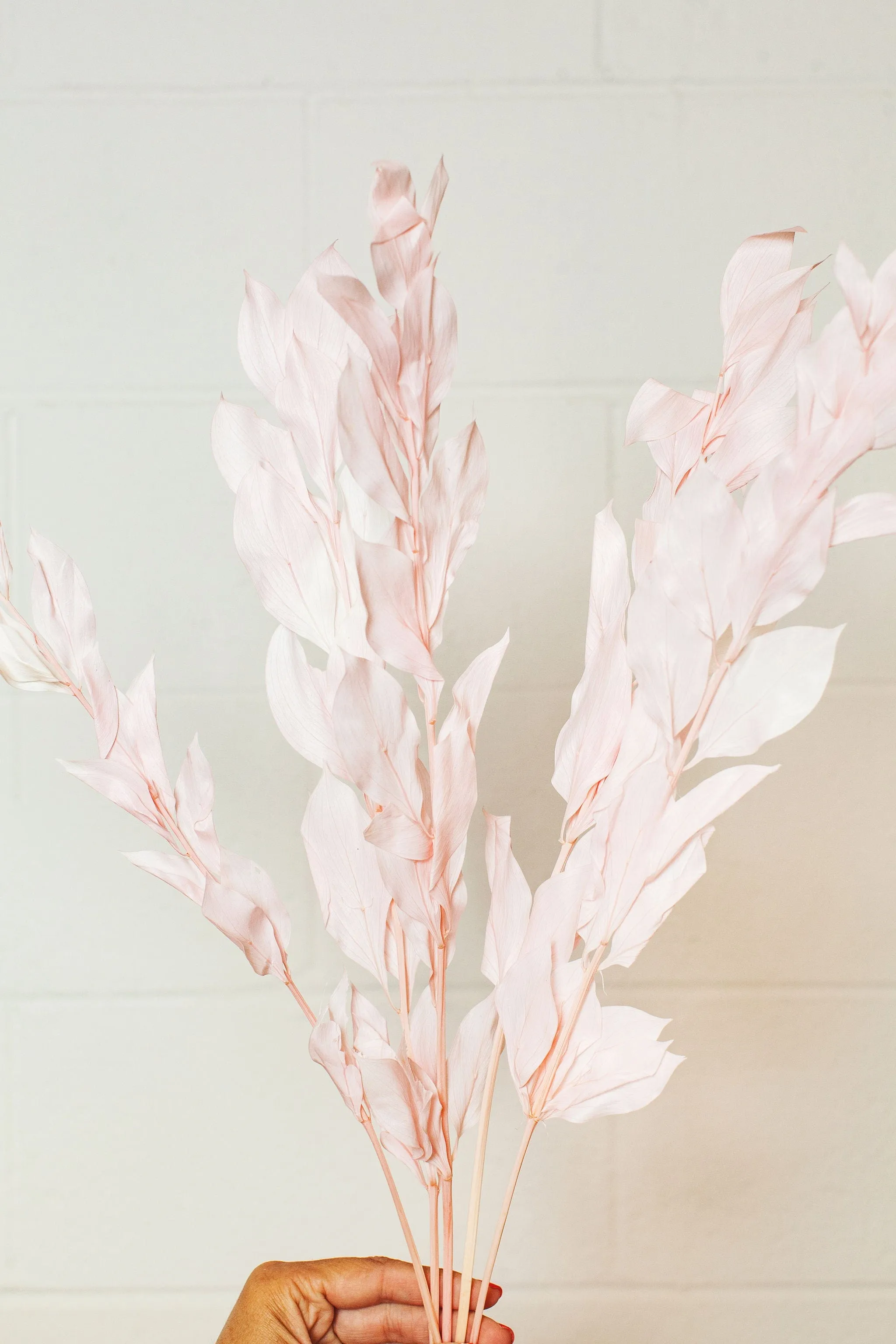 Preserved Blush Israeli Ruscus