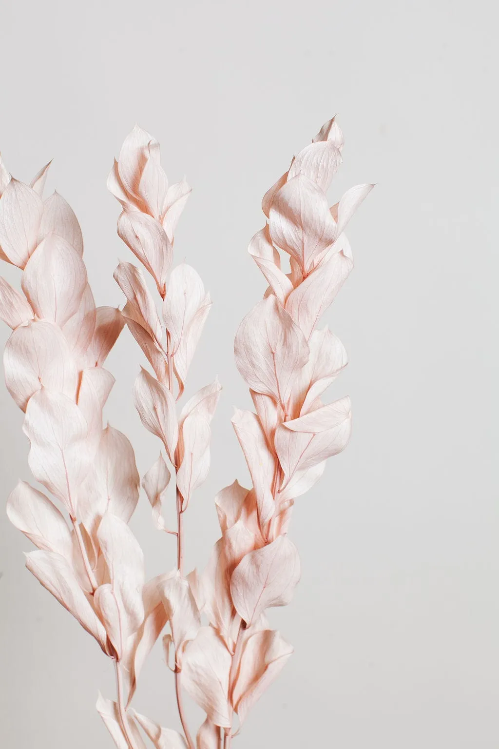 Preserved Blush Israeli Ruscus