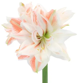 Vintage Ivory Coral Amaryllis Flowers